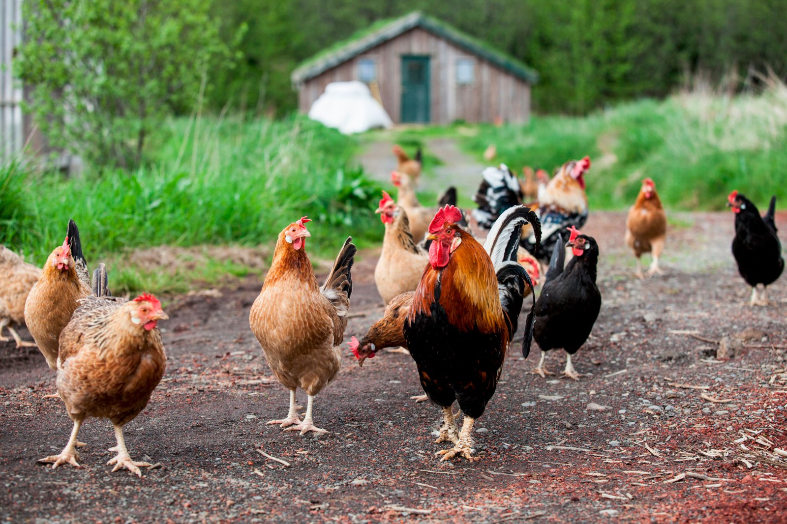 Viðbúnaðarstig vegna fuglaflensu hefur verið aukið