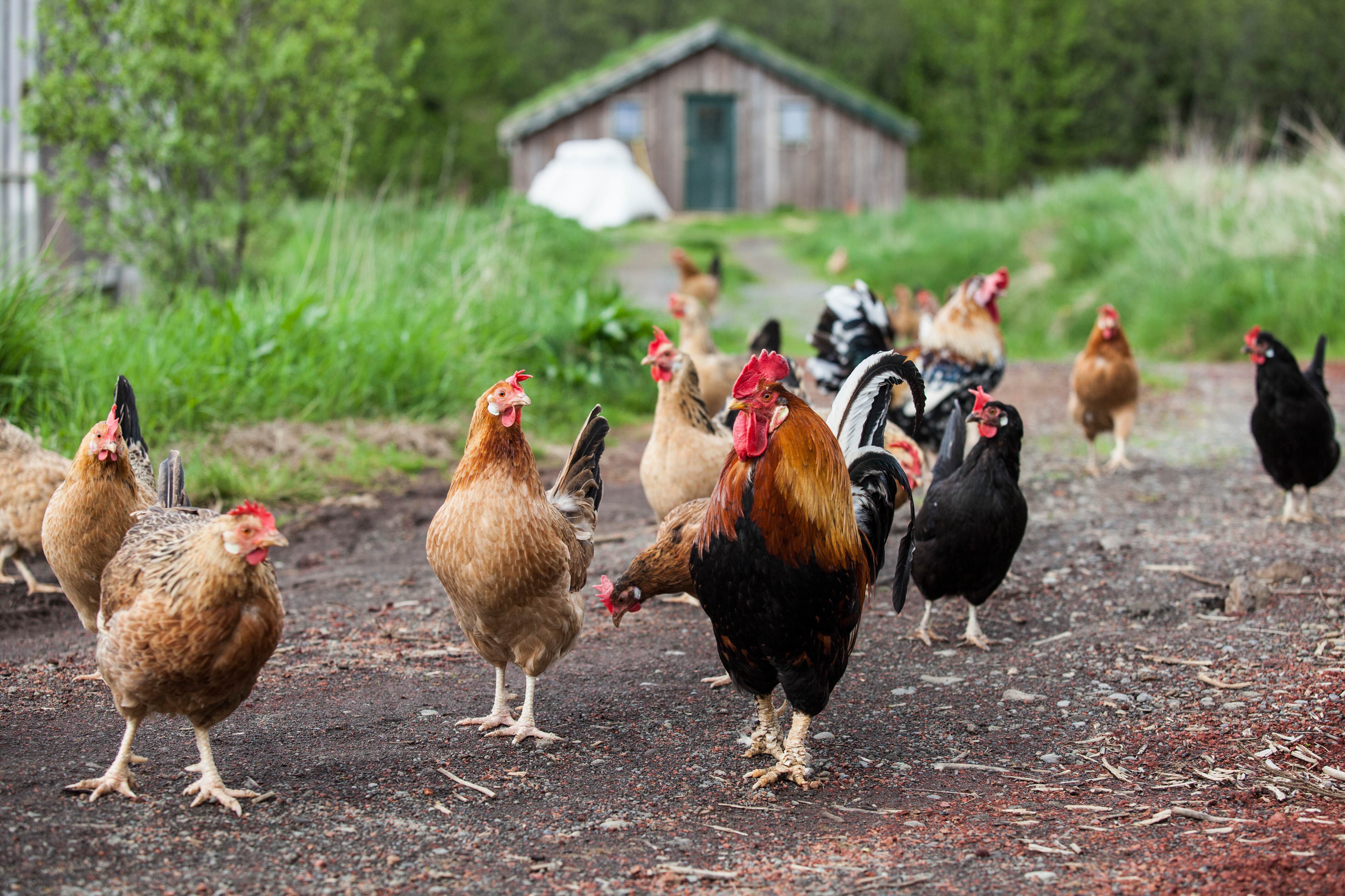 Ógn við eitt besta heilbrigðisástand í heimi