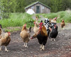 Óska eftir tilnefningum fyrir framúrskarandi árangur í lífrænni ræktun