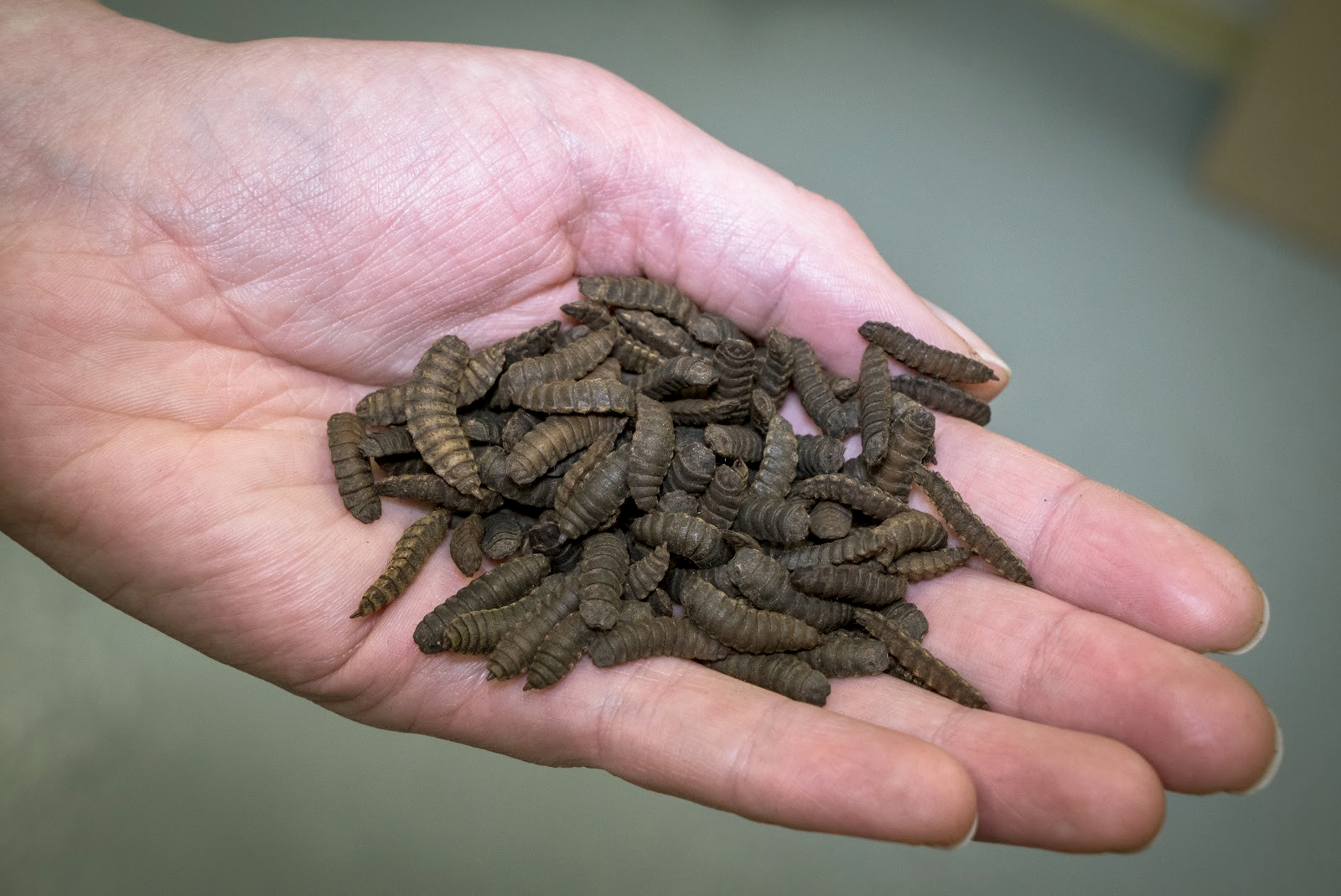 Framleiðsla skordýra reyndist ekki arðbær