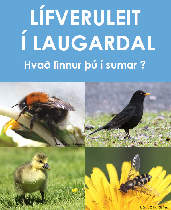 Lífveruleit í Laugardalnum
