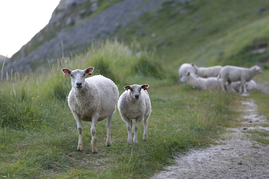 Sauðfé í Lofoten.