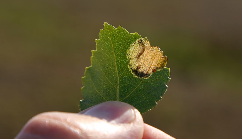 Skógarmeindýr og loftslagsbreytingar