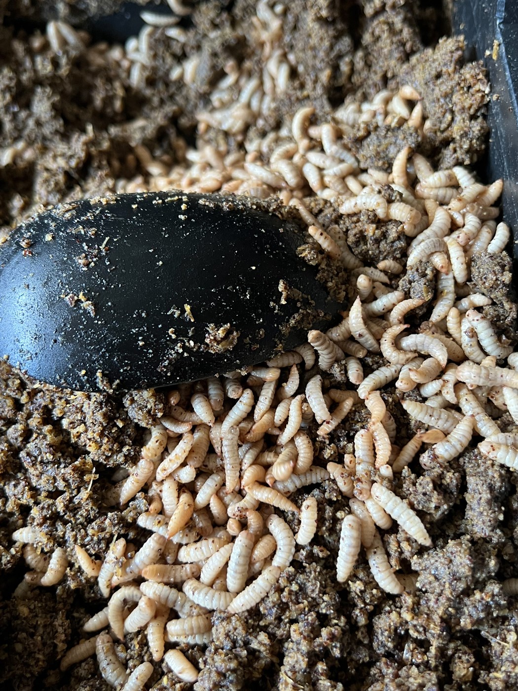 Stærsta skordýraeldi á Norðurlöndum