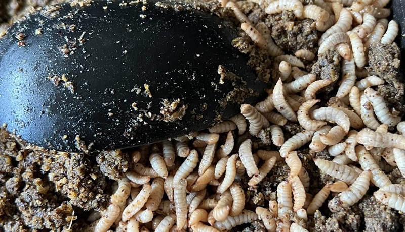 Stærsta skordýraeldi á Norðurlöndum