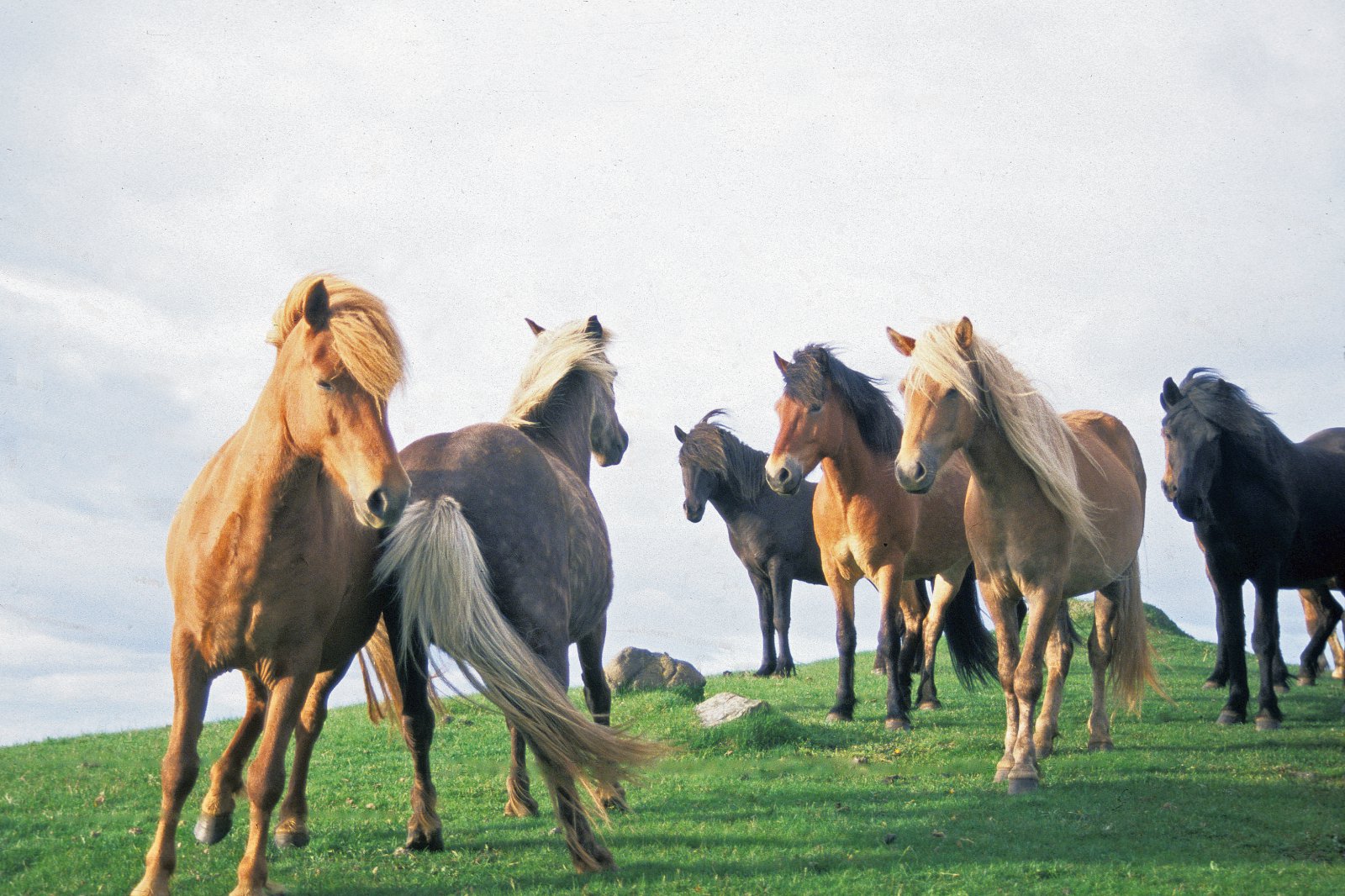 Hesturinn – þarfasti þjónninn