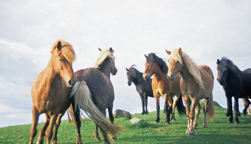 Hesturinn – þarfasti þjónninn