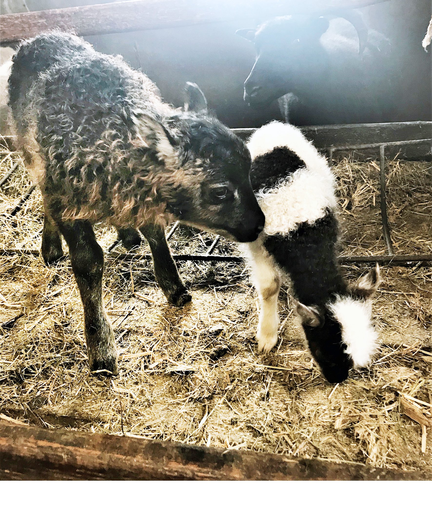 Agnarlítið lamb á Neðri-Dálksstöðum