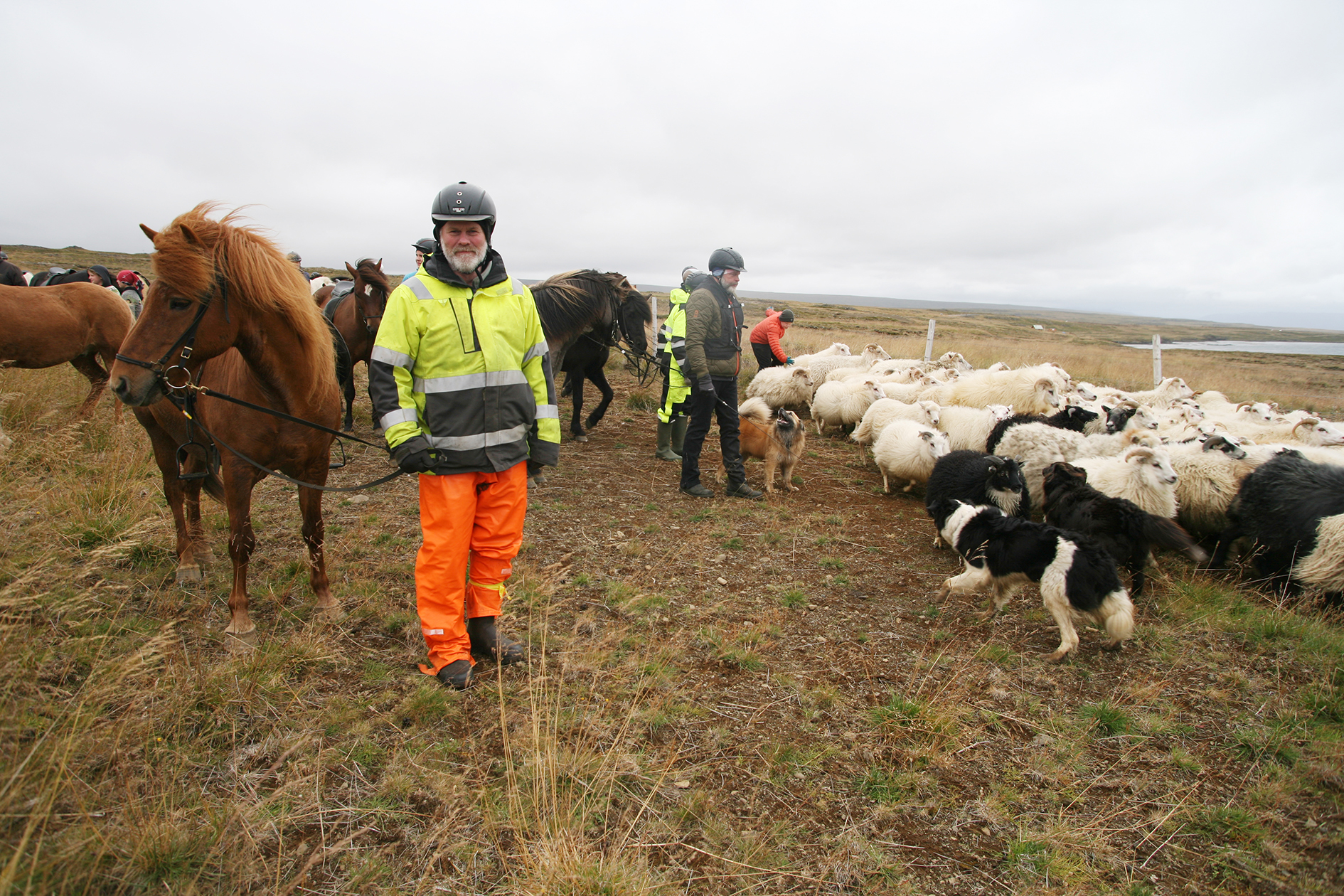 Fé fækkað um 3.500 á undanförnum árum