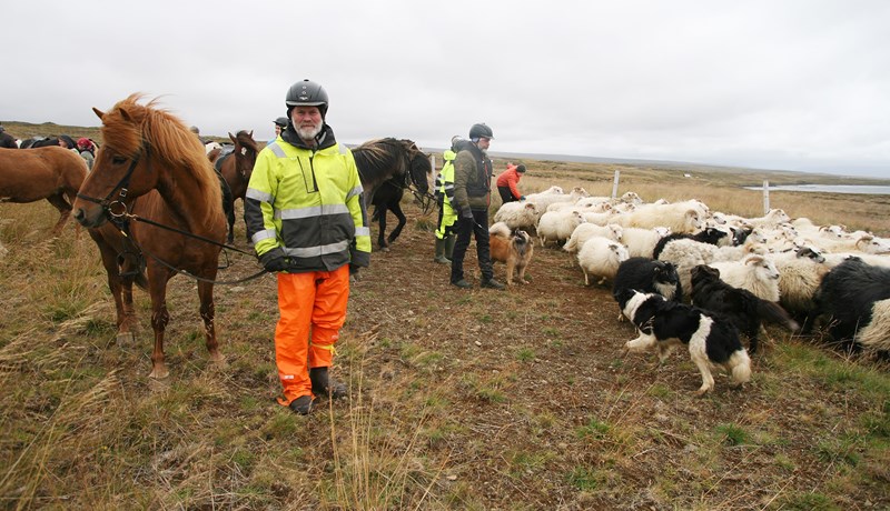 Fé fækkað um 3.500 á undanförnum árum
