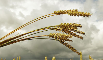 Íslenskir munkar og nunnur frjálsleg í matarvali