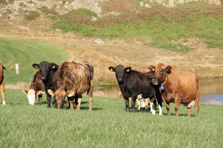 Góð beit einkennist af háu innihaldi próteins og lágu trénisinnihaldi (NDF), þetta þýðir að nýtanleg orka er há og fóðrið lystugt.