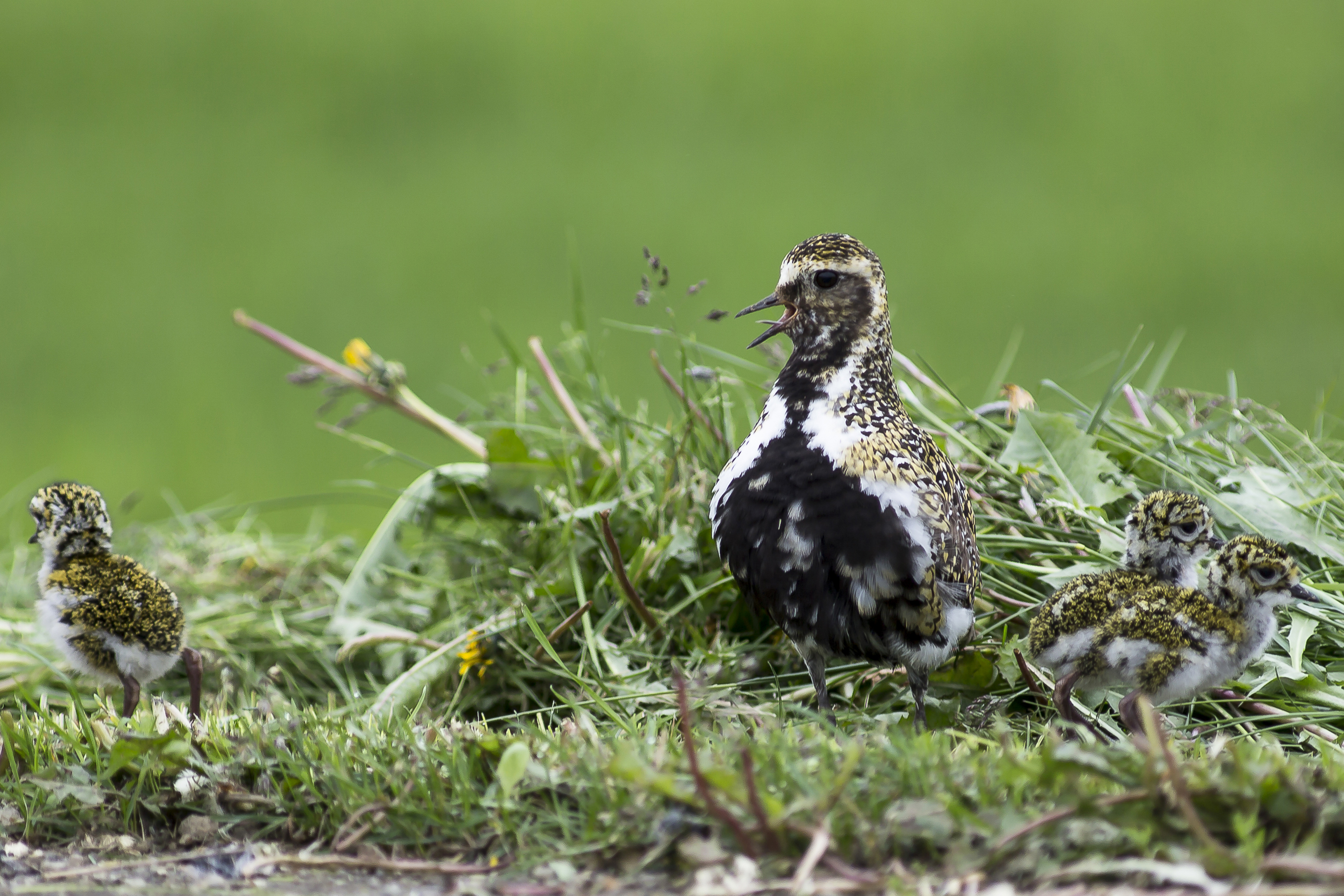 Forréttindi að fylgjast með fjölbreytileika náttúrunnar