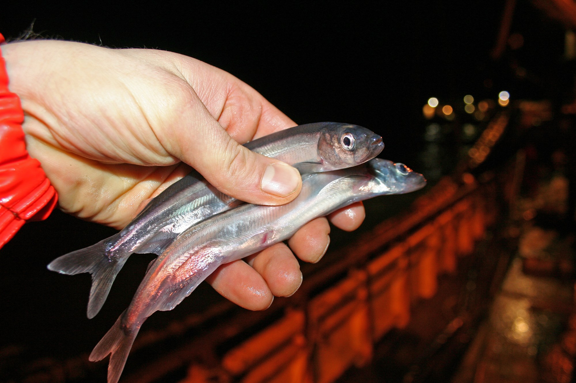 Sýnd veiði en ekki gefin