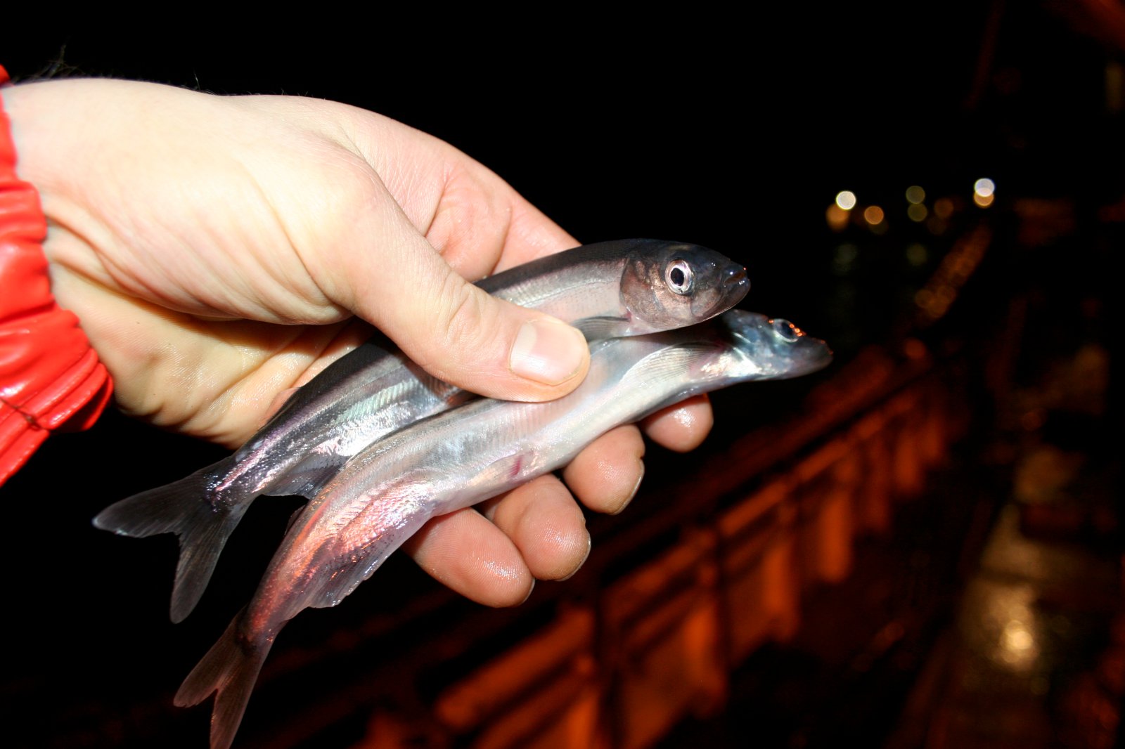 Loðnan skilar tugmilljarða verðmætum