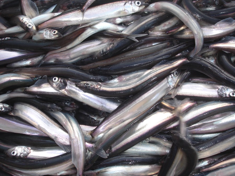 Litu á loðnuna sem ódrátt