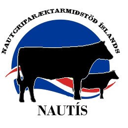 Angus-holdanaut frá NautÍs fædd 2021