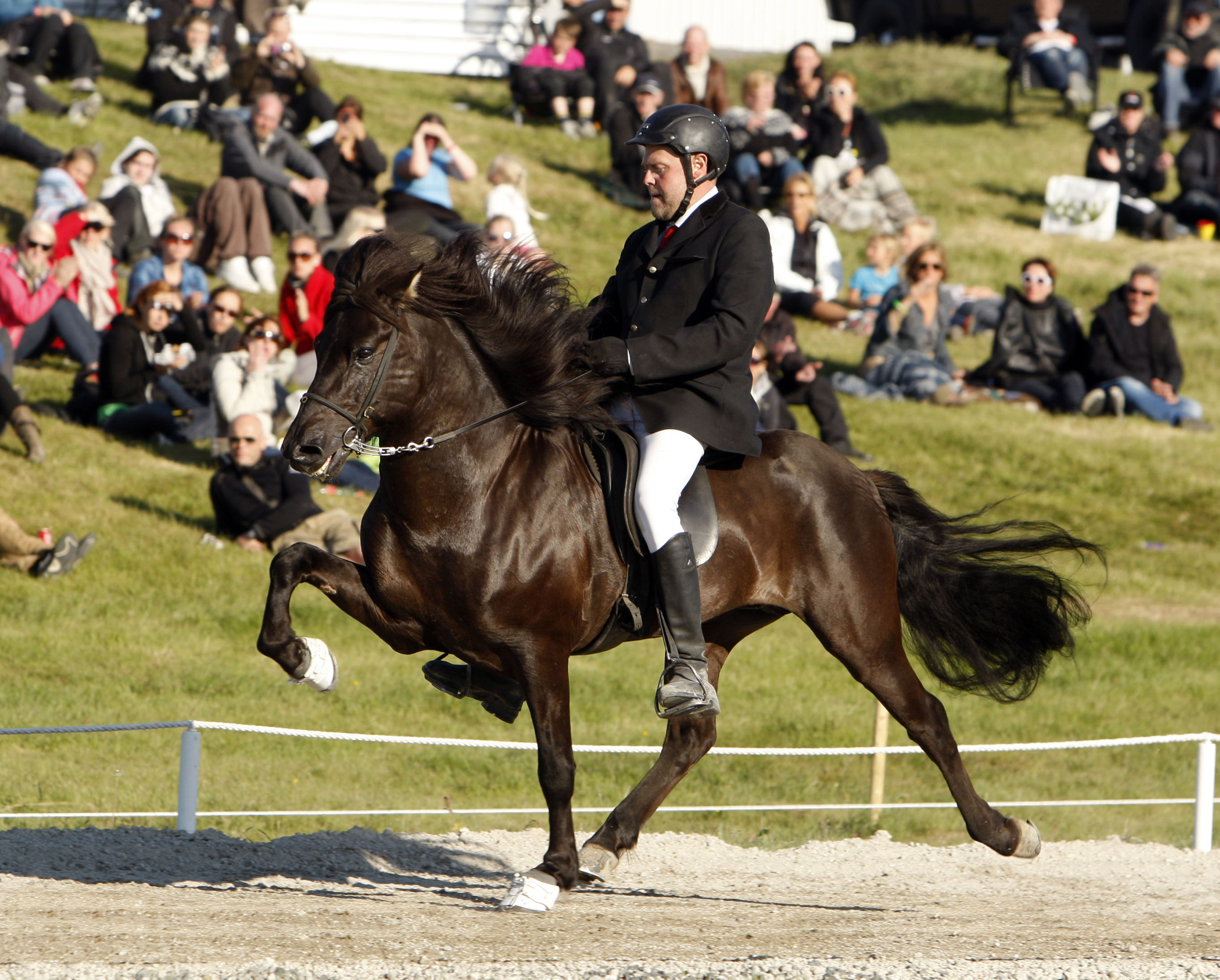 Áhrif skeiðgensins á ganghæfni íslenskra hrossa