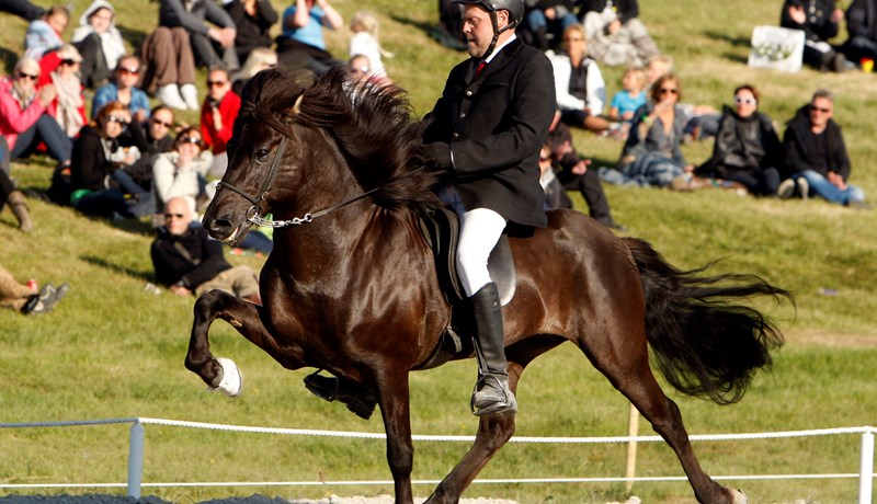 Áhrif skeiðgensins á ganghæfni íslenskra hrossa