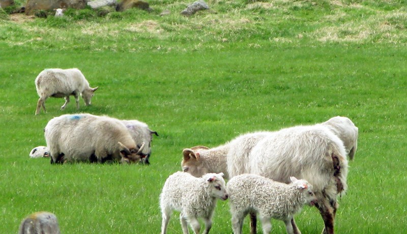 Notkun á„lambatöflum“ mjög algeng á Íslandi