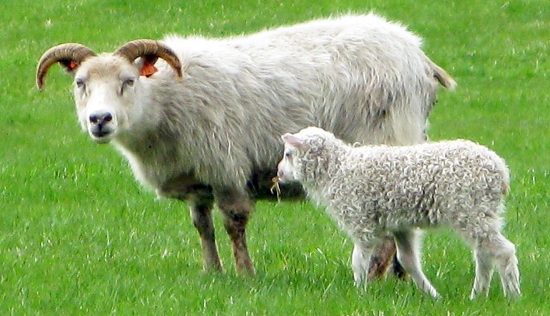 Reglugerð um slátrun í litlum sauðfjár- og geitasláturhúsum birt í Stjórnartíðindum