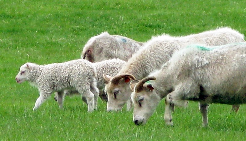 Matvælastofnun veitir leiðbeiningar til dýraeigenda vegna eldgosa á Reykjanesi