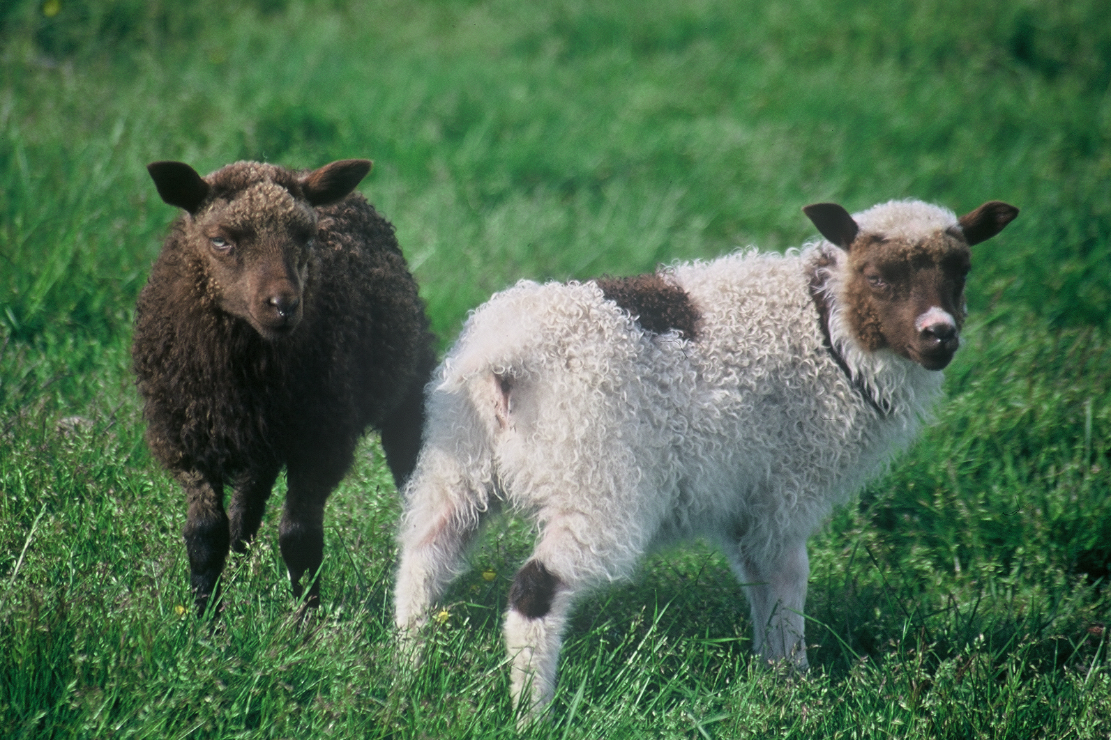 Fjárvís tekur á móti upplýsingum úr arfgerðagreiningum RML