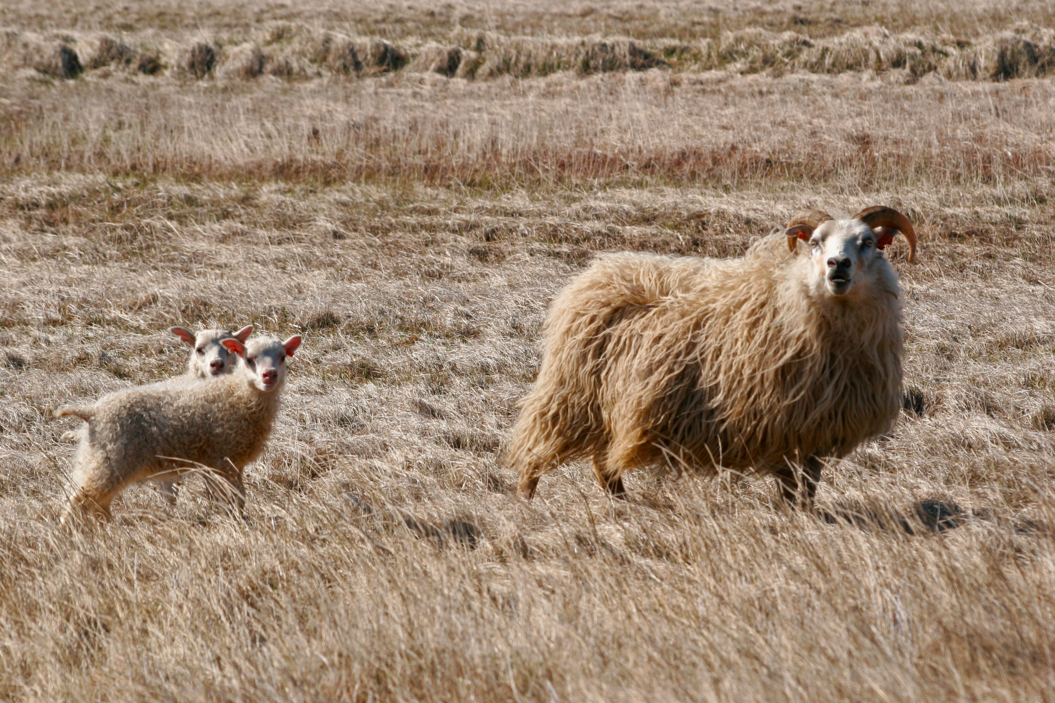 Ekki færra sauðfé á Íslandi í 40 ár