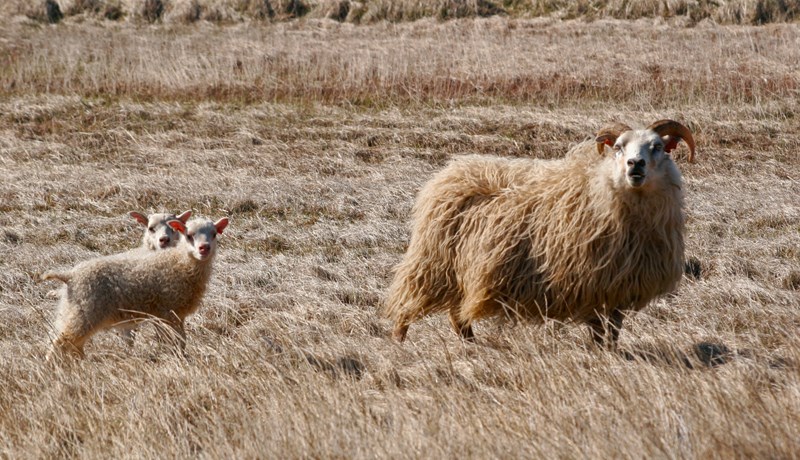 Ekki færra sauðfé á Íslandi í 40 ár