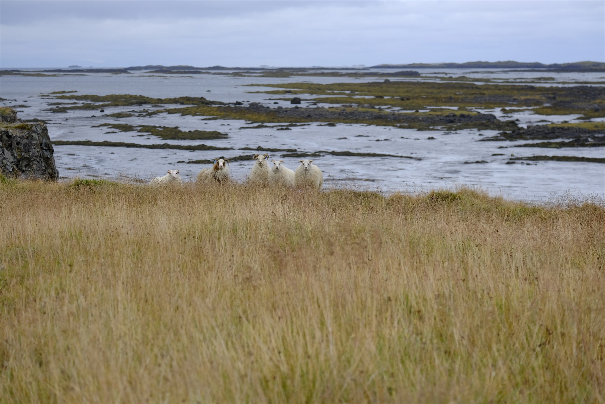 Um 28 þúsund færri lömbum slátrað í haust