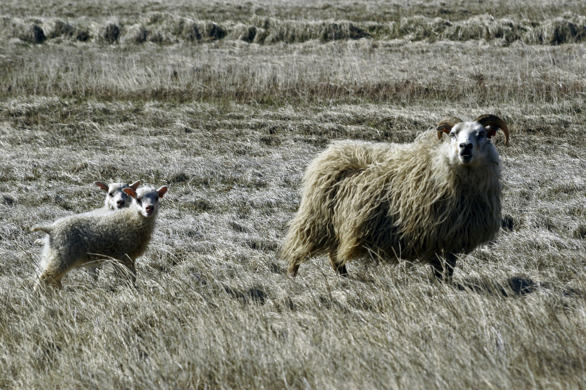 Minni framleiðsla en stærri innanlandsmarkaður