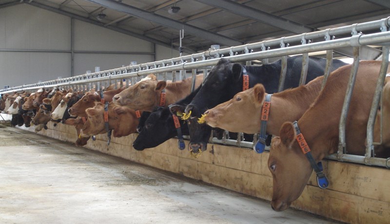 Ýmis tækifæri til að draga úr losun frá landbúnaði