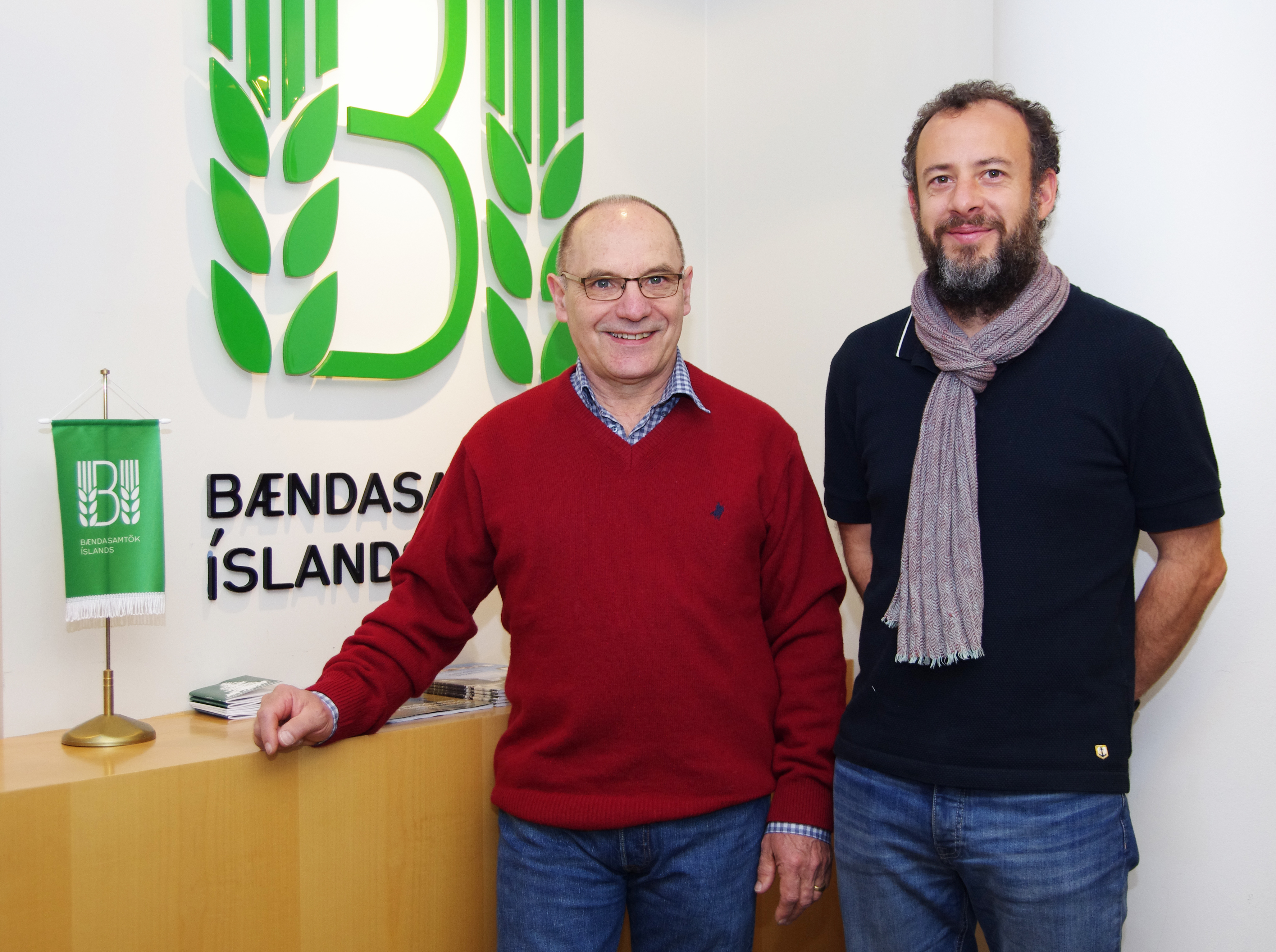 Skoða háa tíðni tvílembinga í íslensku sauðfé