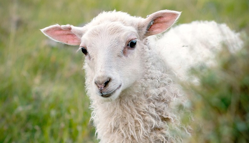 Kindurnar mínar kolefnisjafna sig sjálfar og ríflega það