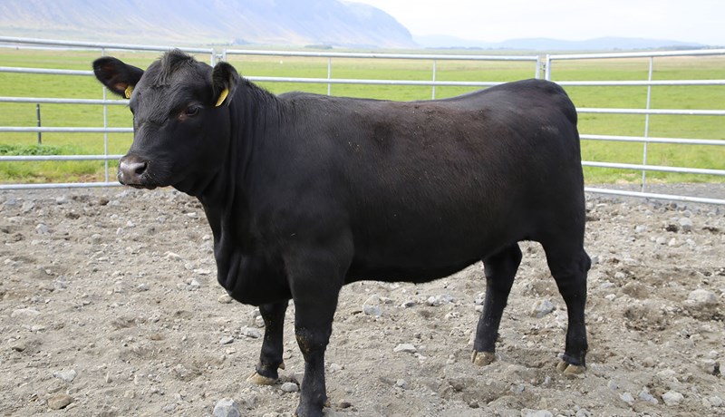 Kvígur frá NautÍs