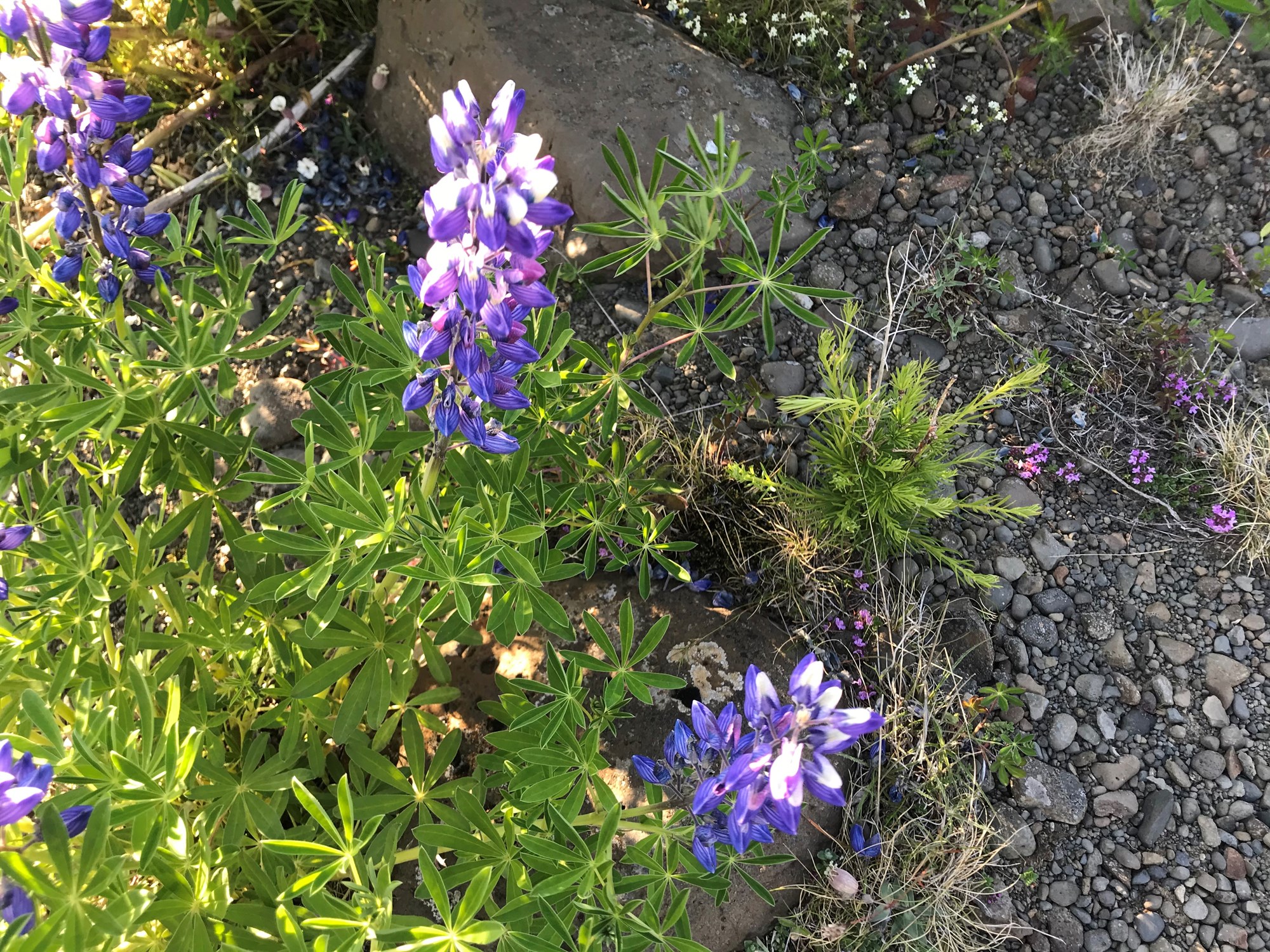 Lúpína og jarðvegsvernd