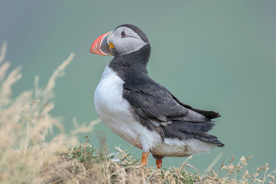Lundaveiðar leyfðar