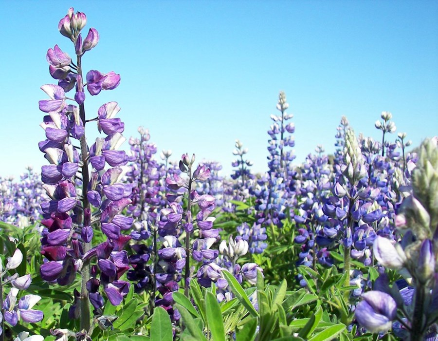 Lúpína, Landgræðslan