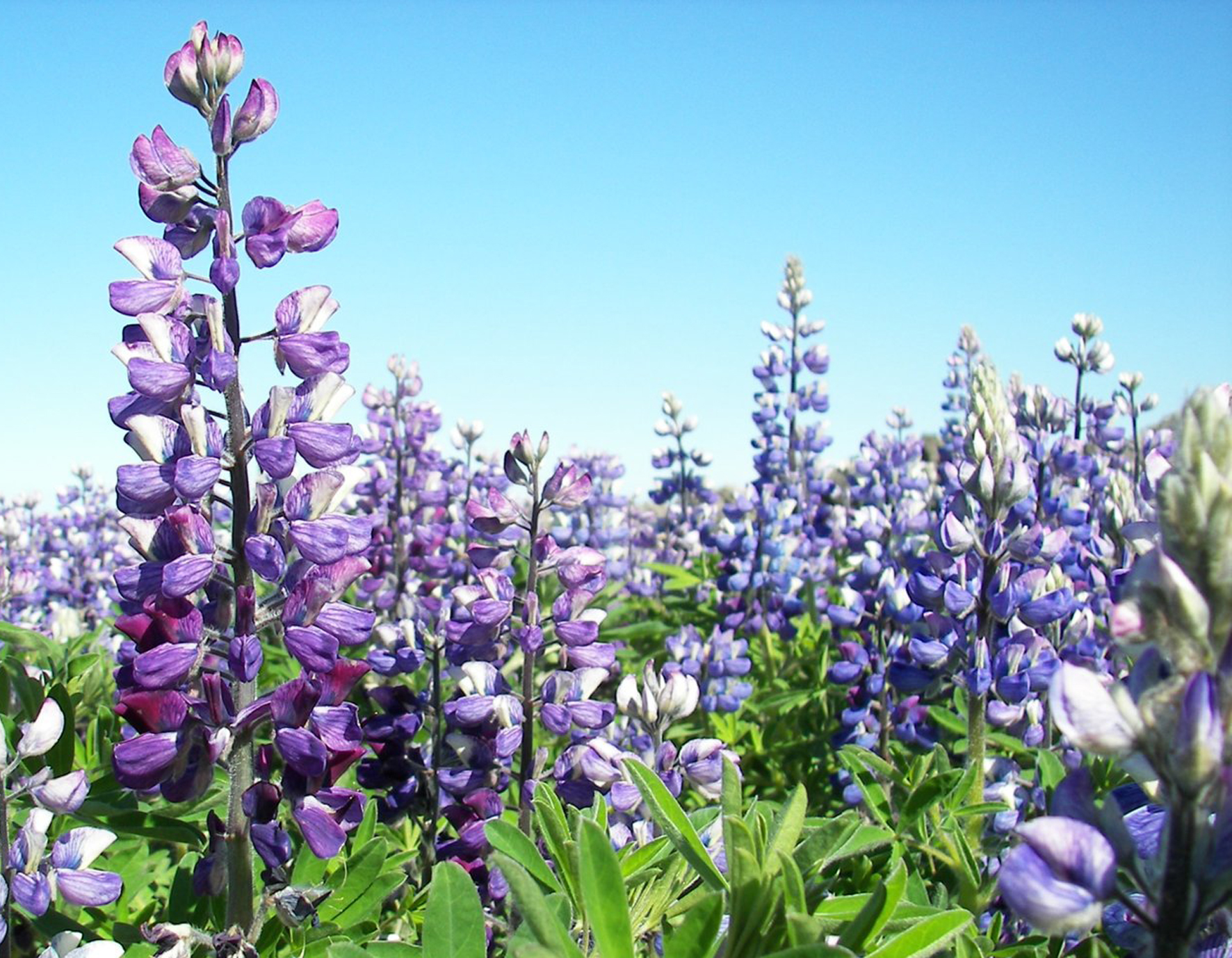 Lúpína viðhelst meðan spírunarskilyrði eru til staðar