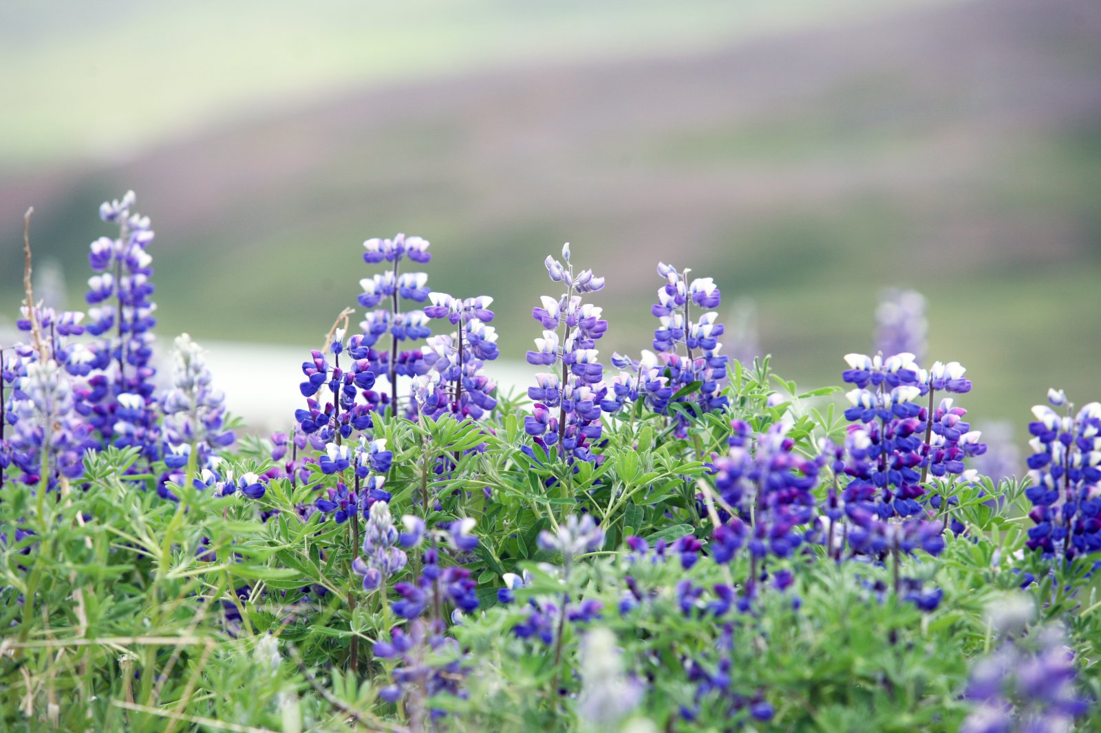 Eru þetta skaðvaldar?