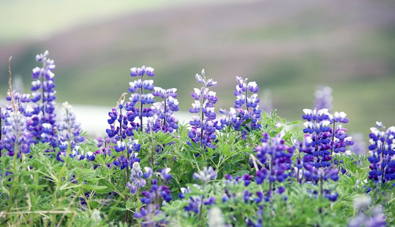 Eru þetta skaðvaldar?