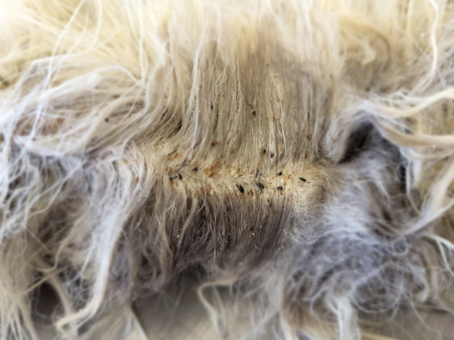 Hundasogl&#250;s finnst &#225; ref &#237; fyrsta sinn