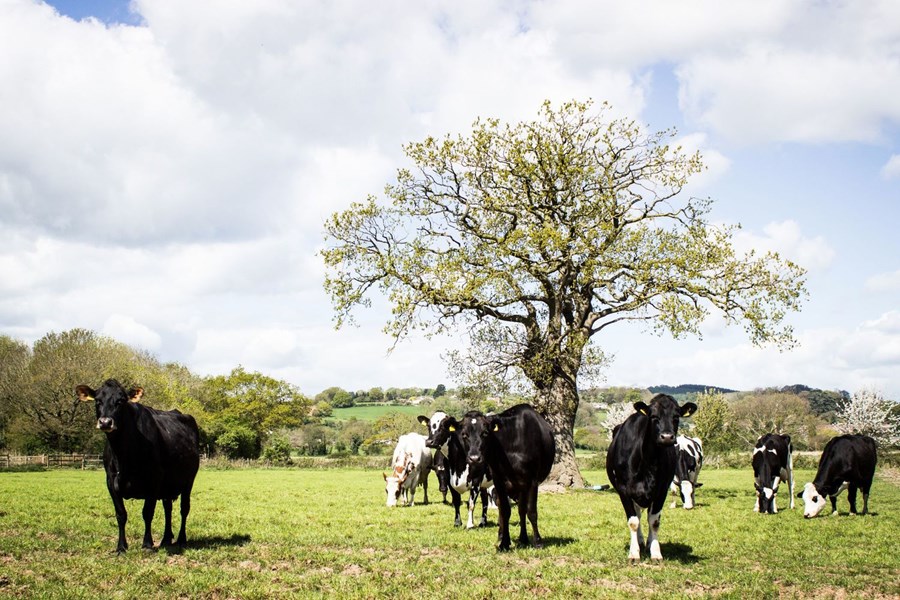 Óvissa meðal breskra bænda í kjölfar úrsagnarinnar úr ESB