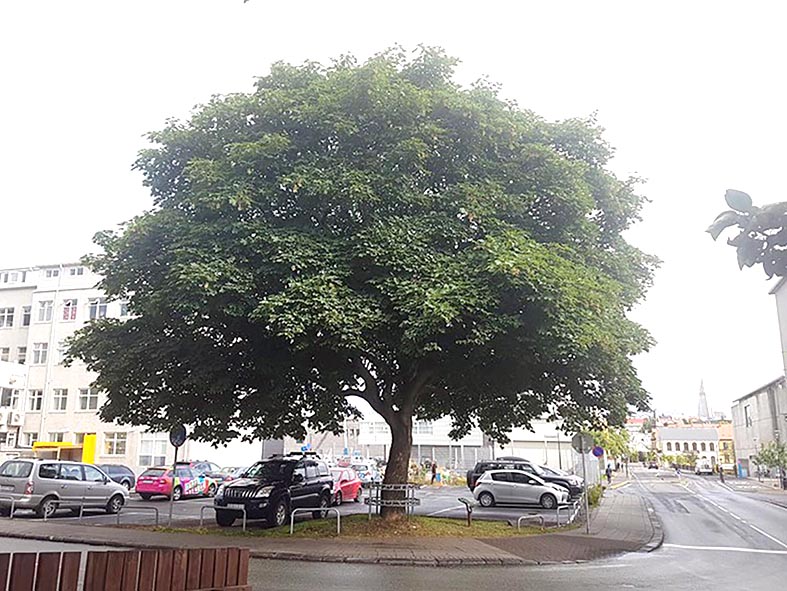 Frumvarp um friðlýsingu lifandi minja lagt fram