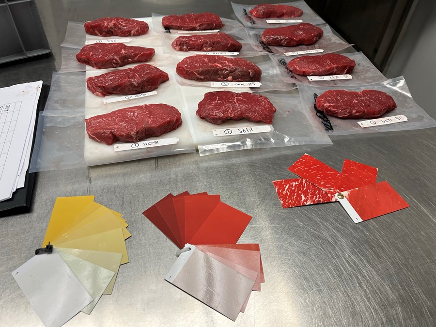 Nautakjötssýni úr tilrauninni. Spjöld notuð til að meta með sjónmati á skala, frá vinstri, fitulit, kjötlit og fitusprengingu.