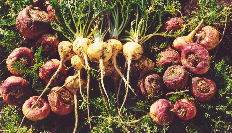 Stuldur á erfðaefni