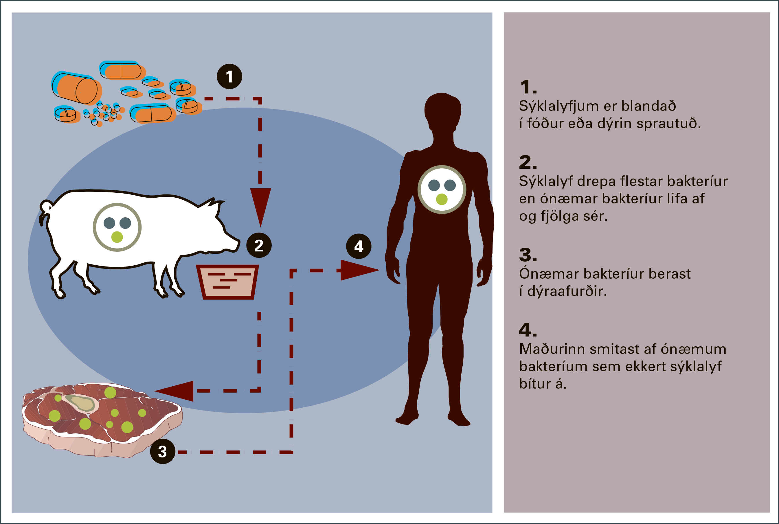 Of mikil notkun sýklalyfja getur leitt til þess að þau verða gagnslaus