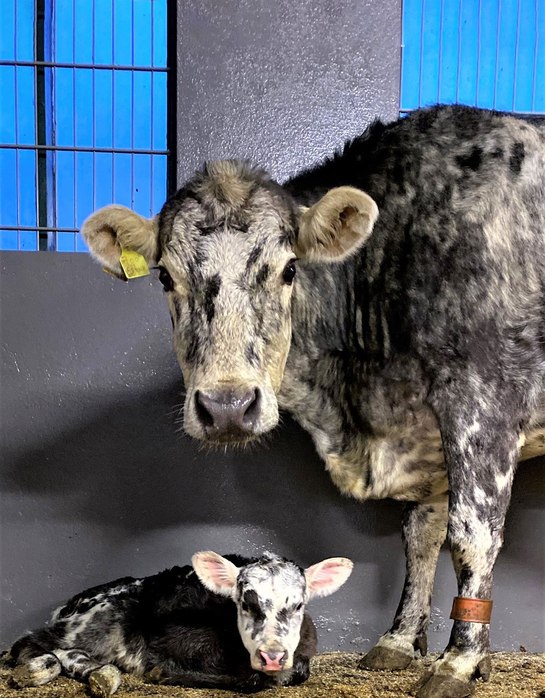 Fallegar mæðgur í Svarfaðardal