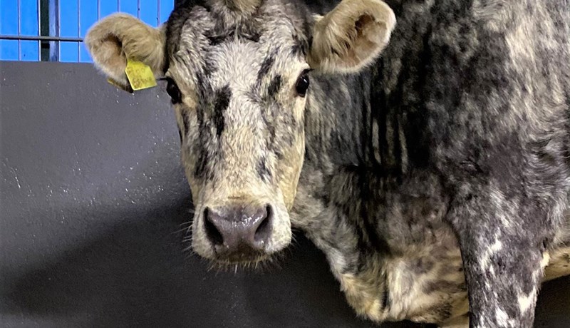 Fallegar mæðgur í Svarfaðardal