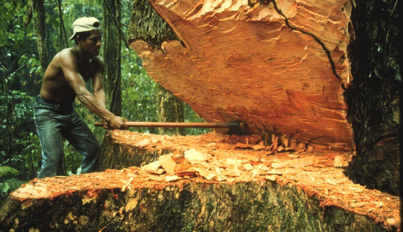 Kókaín til að hylma yfir skógarhögg